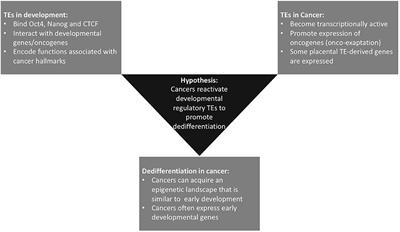 Reawakening the Developmental Origins of Cancer Through Transposable Elements